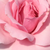 Roze - Floribunda roos - Regéc